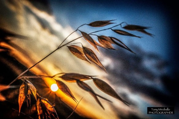 10372644_674250685974215_924847404597236831_n