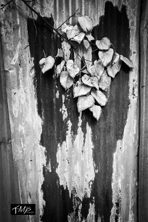 12342511_946962482036366_2362161639466269333_n